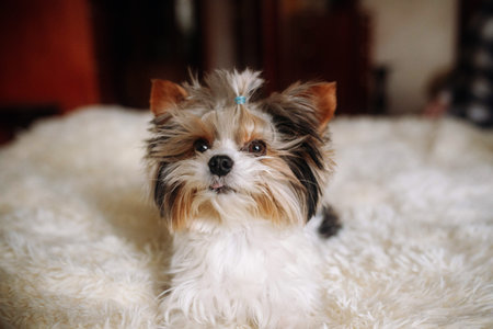 cute yorkshire terrier dog sitting on bed at home. high quality photoの写真素材
