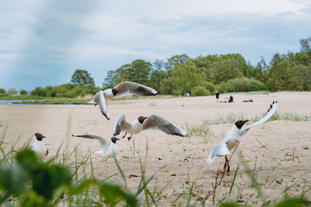 flock of sea gulls flying fighting for food on beach by the sea. Image with selective focusの写真素材