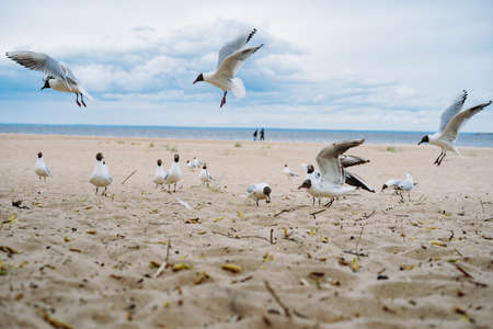 flock of sea gulls flying fighting for food on beach by the sea. Image with selective focusの写真素材