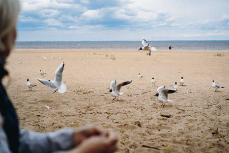 Woman feeding flock of sea gulls on beach by the sea. Image with selective focusの写真素材