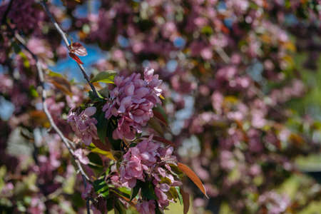 Blossoming apple trees in public city park. The apple orchard is in bloom in spring. Image with selective focusの写真素材