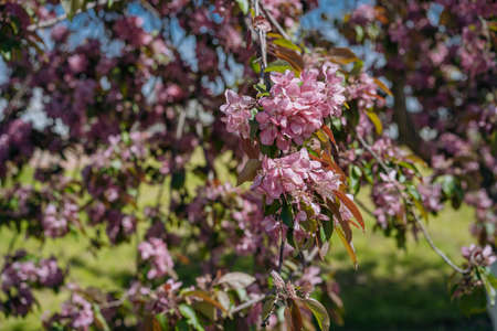 Blossoming apple trees in public city park. The apple orchard is in bloom in spring. Image with selective focusの写真素材