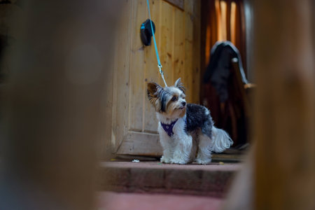 cute yorkshire terrier dog standing on the leash at the door in the country house. high quality...
