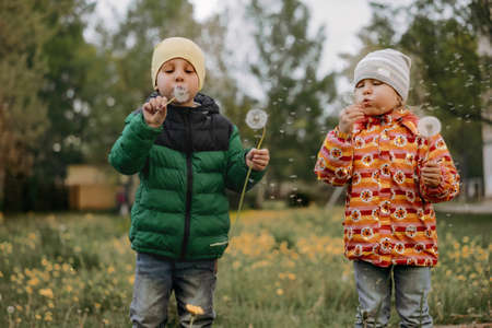 Adorable little children blowing dandelions in gardenの写真素材