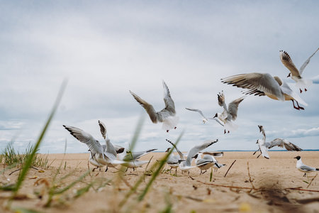 flock of sea gulls flying fighting for food on beach by the sea. Image with selective focus