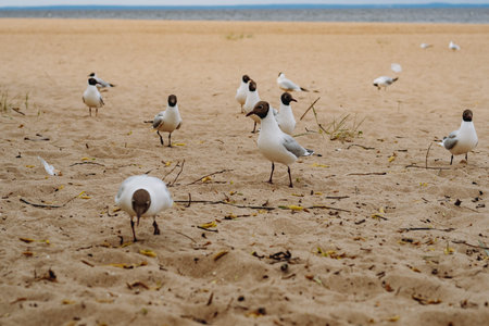 flock of sea gulls flying fighting for food on beach by the sea. Image with selective focus