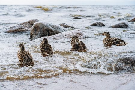 ducks in cold water of autumn sea. Birds bathing in wavesの写真素材