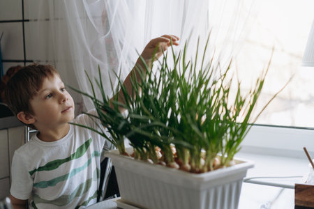 little boy care of planted fresh onion. Home container vegetables gardening conceptの写真素材