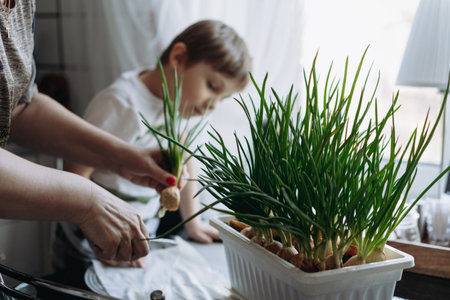 little boy helping his grandmother to pick fresh onion. Home container vegetables gardening concept.Image with selective focusの写真素材
