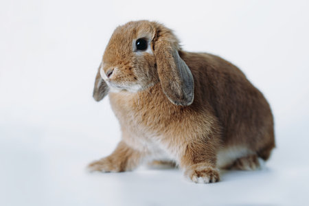 funny red rabbit with its ears down isolated on white background. high quality photoの写真素材