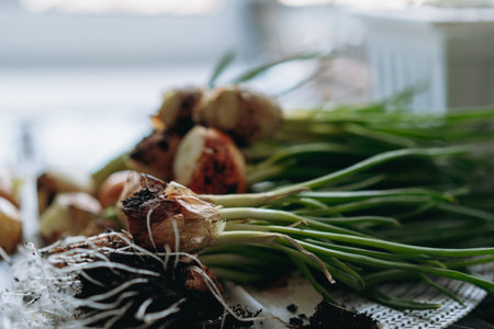 cultivation of spring onion. home gardening conceptの写真素材