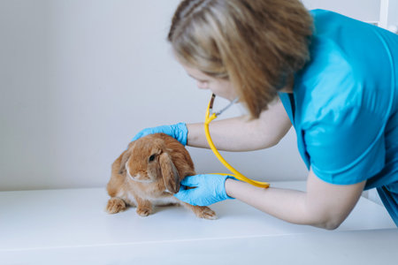 young caucasian female veterinarian examining red rabit. Image with selective focusの写真素材