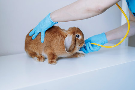 woman veterinarian doctor hands examining red rabit with stethoscope. Image with selective focusの写真素材