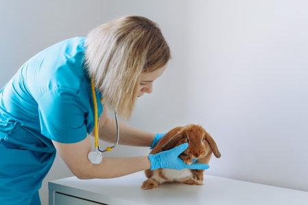 young caucasian female veterinarian examining red rabit. Image with selective focusの写真素材