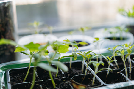 small pots with plugs of tomatoes and pepper culivating on window sill. Home gardening concept. Image with selective focusの写真素材