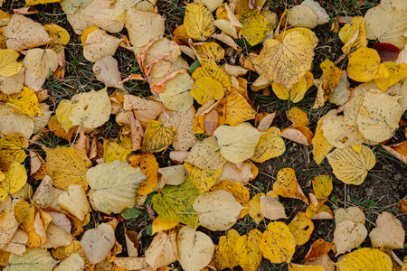 yellow leaves fallen on ground in park. fall concept