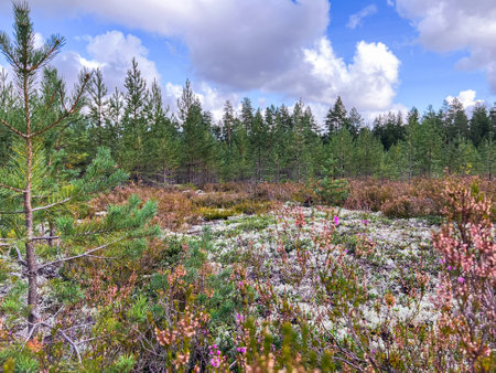 nothern pine forest. White moss and heather flowers.の写真素材
