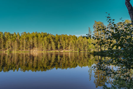 beautiful sunset at forest lake. Pine forest and clesr blue sky reflecting in waterの写真素材