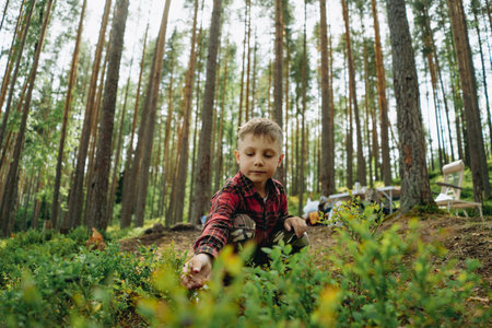 little boy gathering bilberry in forest . Family camping conceptの写真素材