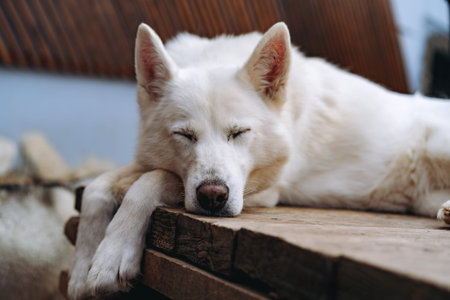 close up of white sleeping husky dog on wooden floor outdoors. High quality photoの写真素材