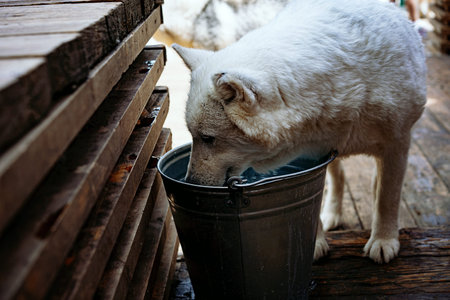 close up of white husky dog drinking from steel bucket.Thirsty animal stands heat