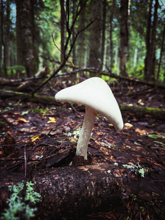 mushroom called amanita grow in northern forest. High quality photoの写真素材