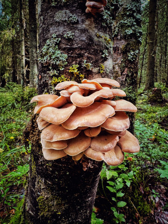 mushroom cluster growing on a tree trunk. High quality photoの写真素材