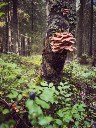 mushroom cluster growing on a tree trunk. High quality photoの写真素材