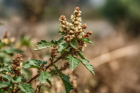 Close-up of flowering goosefoot plant, source of allergy in a dry urban area or roadside.の素材