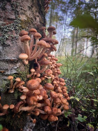 honey mushroom growing on tree in autumn. Vertical photo