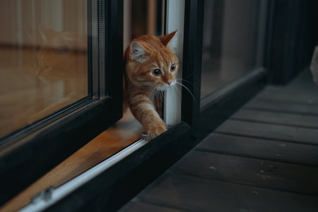 domestic ginger tabby cat escaping home through glass doorの写真素材
