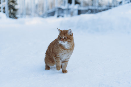 lost domestic ginger cat walking on snow in countrysideの写真素材
