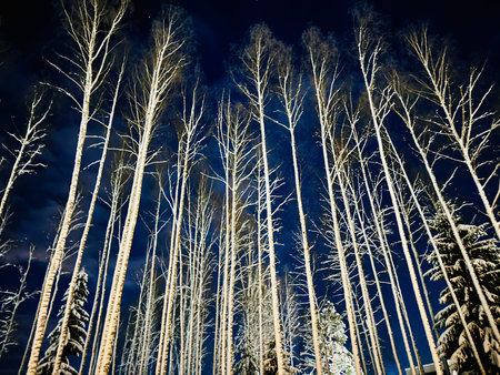 white tree tops in front of dark blue sky on winter day