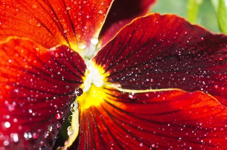 Closeup of a flower with red petalsの写真素材