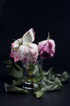 Black background surrounded by green leavesの写真素材