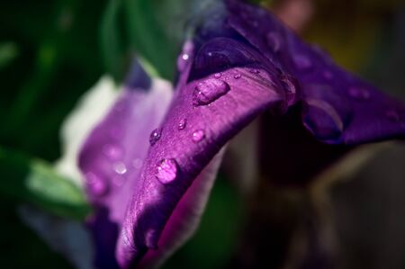 A drop of dew on the petal of a flowerの写真素材