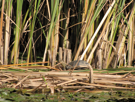 Small land turtle in the reeds