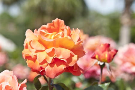 An orange rose.の写真素材
