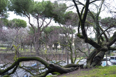 Big tree in a park   The Palatine Hill, Rome, Italy の写真素材