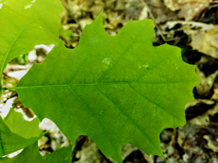 Green oak leaf on the ground in the forest close-up.の写真素材