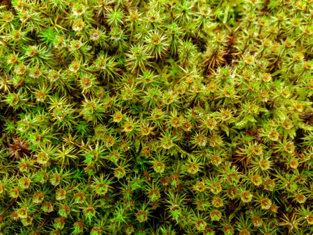 Green moss on the ground in the forest close-up macro photographyの写真素材