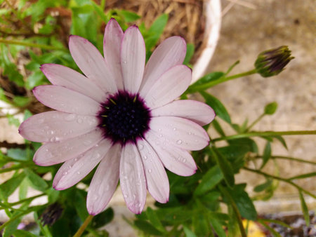 Purple daisy with water drops on petalsの写真素材