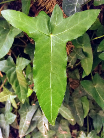 Green ivy leaf in the garden. Natural background with copy space.の写真素材