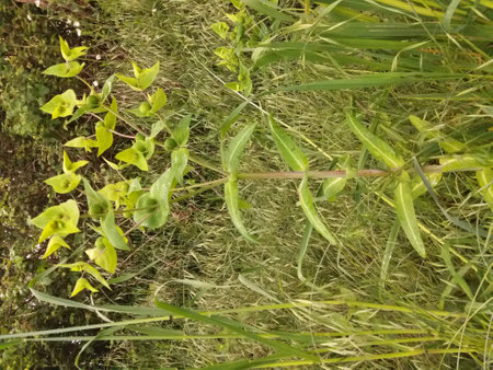 Beautiful green plant in the botanical garden. Natural background.の写真素材