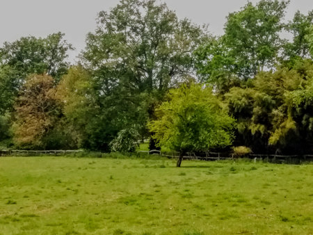 A view of a green meadow with trees in the background.の写真素材