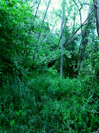 Forest in the summer. Beautiful green forest in the summer season.の写真素材
