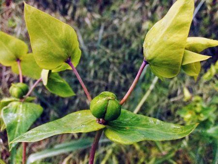Green leaves and buds of a plant in the garden. Natural background.の写真素材
