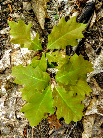 green oak leaves on the ground in the forest close-up.の写真素材