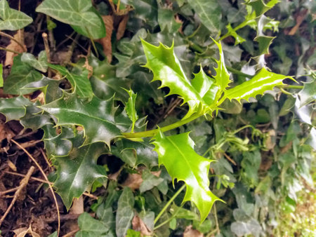 Holly plant with green leaves in the garden. Close up.の写真素材
