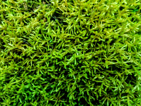 Green moss texture background. Close up of green moss texture background.の写真素材